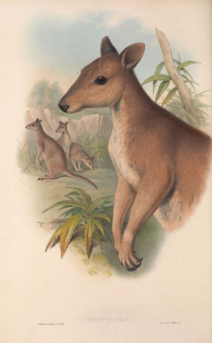 The mammals of Australia Pl.087 (1845-1863)