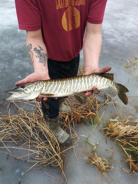 A Beautiful Tiger Muskellunge From Last Weeks Trip Upstate New York