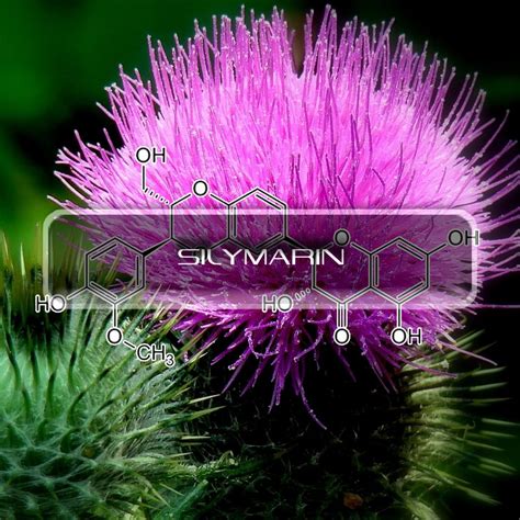 Silymarin Interstellar Blends Activate Your Super Powers