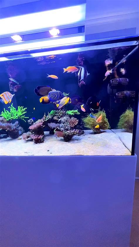 Beautiful saltwater fish aquarium : r/Aquariums