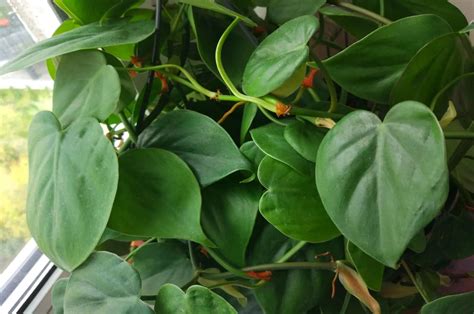 A Detailed Philodendron Care Guide For Beginner Gardeners