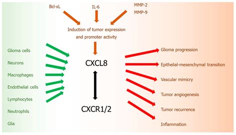 Ijms Free Full Text The Role Of Selected Chemokines And Their