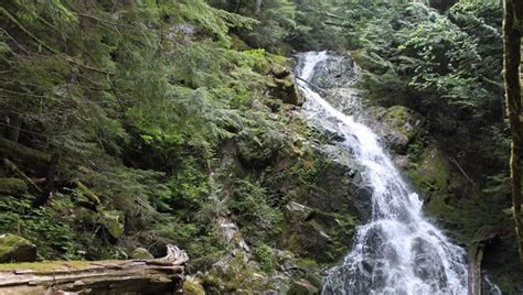 Woodland Walk Trail in Pinecone Burke Provincial Park | Vancouver Trails