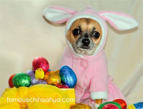 Happy Easter Enjoy Our Gallery Of Chihuahuas Dressed Up In Easter