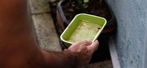 Sesab Confirma Quinta Morte Por Dengue Na Bahia Metro 1