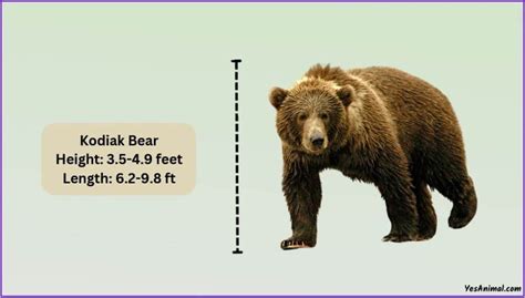 Kodiak Bear Size: How Big Are They? Compared With Others