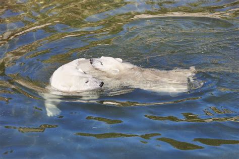 Polar Bear Swimming with His Cub on the Water. Stock Image - Image of ...