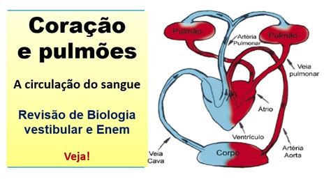 Circulação de sangue no esquema do corpo humano. Anatomia feminina