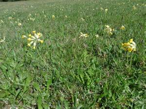 Cowslips Roger Cornfoot Cc By Sa Geograph Britain And Ireland