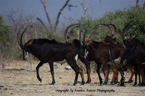 Sable Antelope, Chobe National Park, Botswana