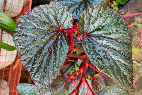 Angel Wing Begonia Varieties Flash Sales Cityofclovis Org