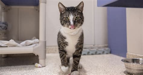 Can Human Allergy Medication Be Harmful for Pets? Our Experts Explain ...