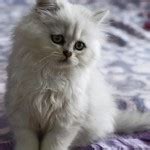 Chinchilla Persian Cat Personality : Biological Science Picture Directory – Pulpbits.net