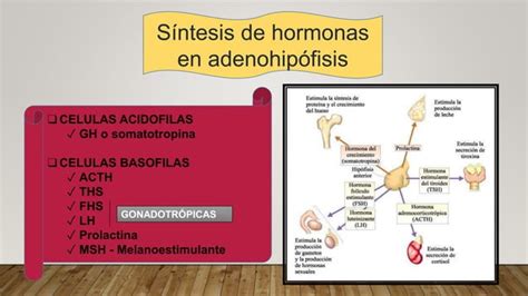 Farmacologia Endocrina Ppt