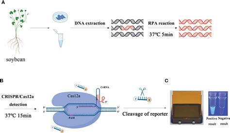 RPA CRISPR Cas12a Mediated Isothermal Amplification For Visual