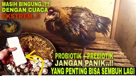 Cara Mengobati Ayam Berak Hijau Youtube