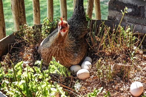 Why Chickens Get Egg Bound And How To Support Them