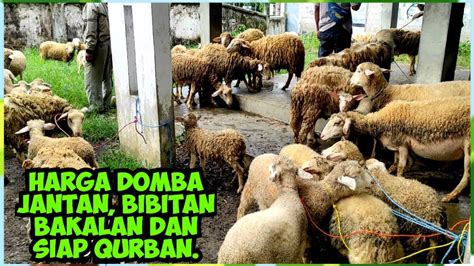 Masih Lumayan Murah Domba Jantan Bibitan Bakalan Dan Siap Qurban