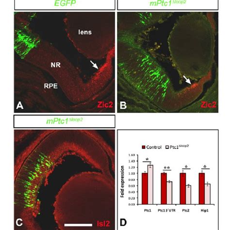 Components Of The Shh Signalling Pathway Are Differentially Expressed