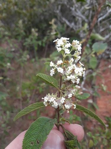 Lippia Origanoides Inaturalist