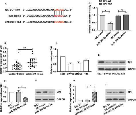 Frontiers Mir 362 5p Which Is Regulated By Long Non Coding Rna Mbnl1 As1 Promotes The Cell