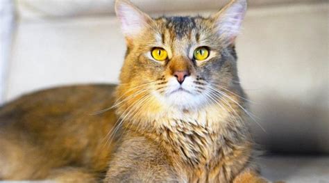 Savannah Maine Coon Mix Habits Temperament More Love Your Cat