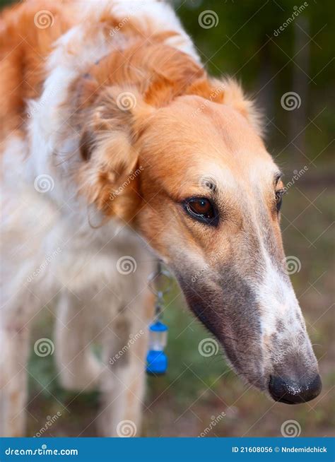 Portrait Of Russian Wolfhound Borzoi Stock Photo Image Of Breed