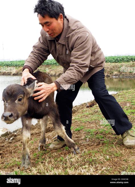 This calf was born in Shipai, China in February 2010 with just three legs! Despite its ...