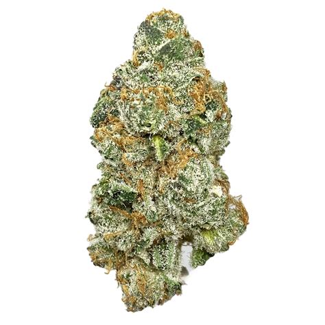 Buy Dolce Gelato Online Canada | The Grow House