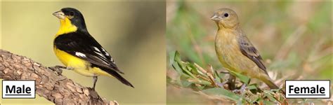 15 Birds That Are Yellow In Oregon Id Guide Bird Watching Hq