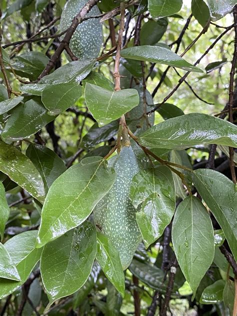 Ficus pumila awkeotsang from 玉山國家公園 TW on August 11 2020 at 12 48 PM