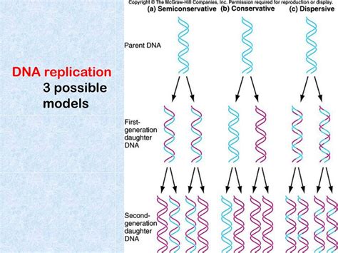 Ppt Dna Replication Powerpoint Presentation Free Download Id 6053651