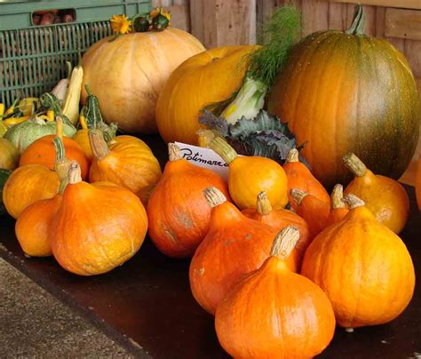 Citrouille Bienfaits Et Vertus Pour La Sant