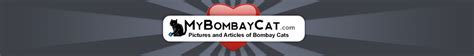 Bombay Cat Breeders and Bombay Cats for Sale | MyBombayCat.com | MyBombayCat.com