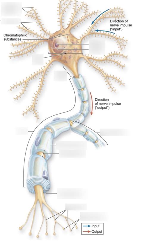 Axon Diagram Labeled