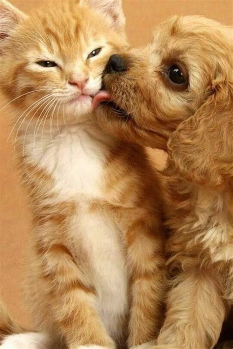 20 Best Cute Kittens And Puppies Together Images On Pinterest Fluffy