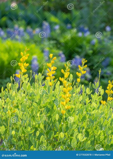 Indigo Plant In Hindi 4