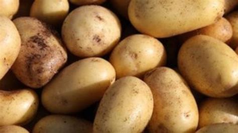 Rothamsted Scientists Study 170 Year Old Potatoes Bbc News