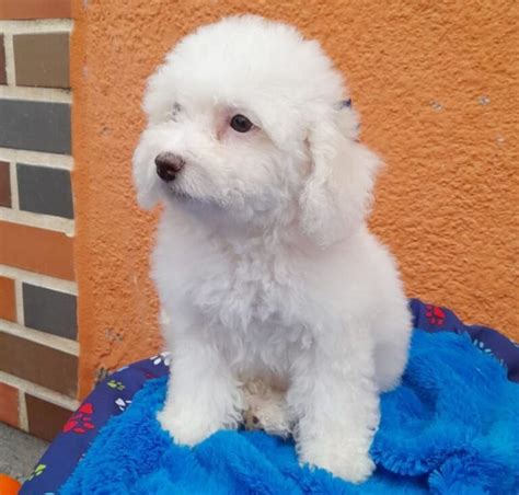 French Poodle Mini Criadero Pets Medell N