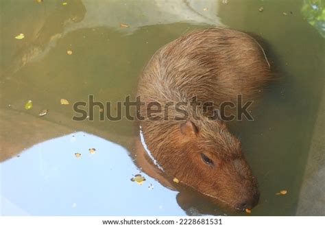 Capybara Biggest Rat World Stock Photo 2228681531 | Shutterstock