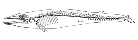 Killer Whale Skeleton Diagram