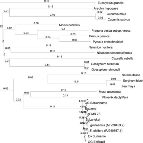 Gambar 8 Pohon Filogenetik Urutan Mrna Enzim Kas Ii Semua Sampel Download Scientific Diagram