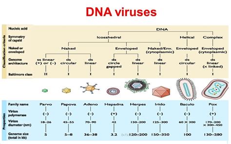 Virus Genome Types