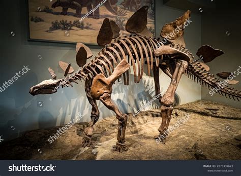 Stegosaurus Skeleton: Over 275 Royalty-Free Licensable Stock Photos ...