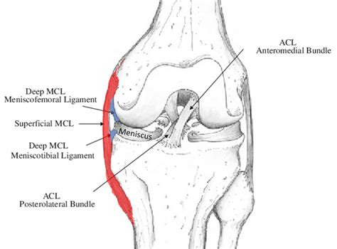 40 acl and mcl diagram - Latest Wiring Diagram