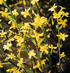 Winter jasmine | plant | Britannica