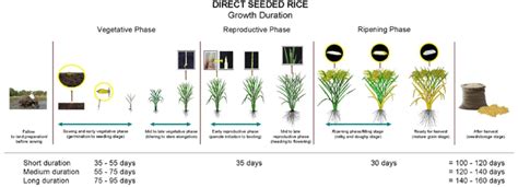 Crop Calendar Of Direct Seeded Aerobic Rice Source Rice Knowledge