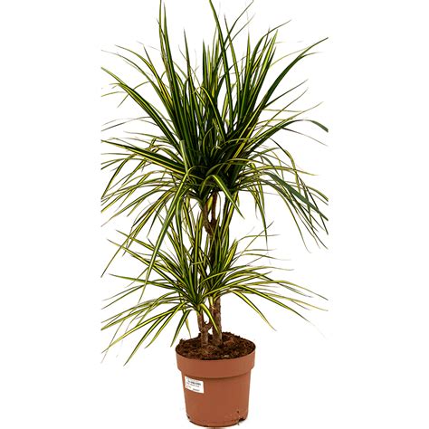 Rent The Dracaena Marginata M Leafy Life A Sturdy Office Plant