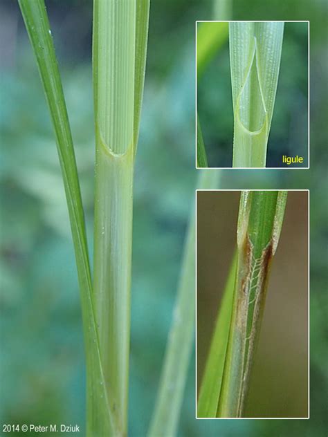 Carex Pellita Woolly Sedge Minnesota Wildflowers