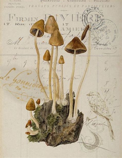 Vintage Botanical Graphics Clip Art Mushroom Black And